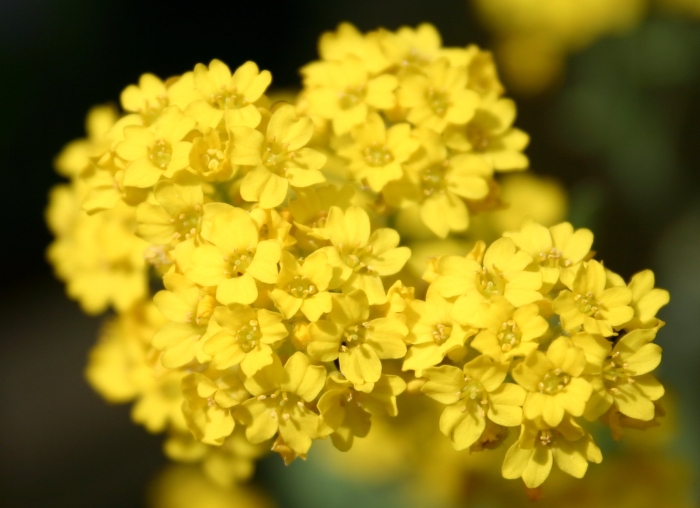 Aurinia saxatilis image