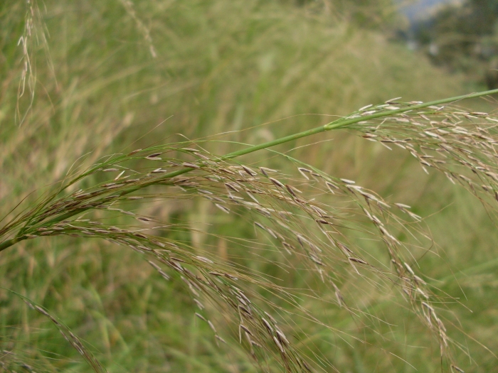 Austrostipa ramosissima image