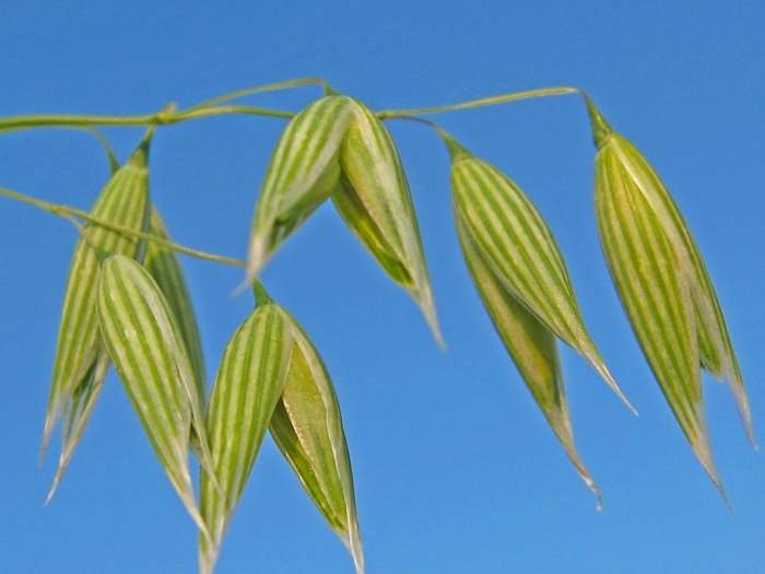 Avena sativa image
