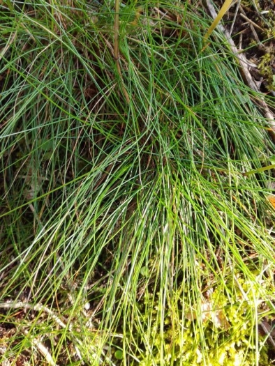 Avenella flexuosa image