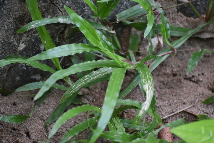 Axonopus compressus image