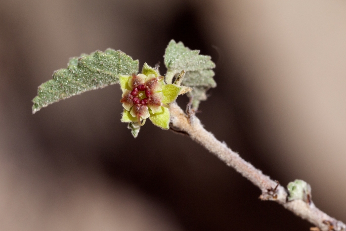 Ayenia microphylla image