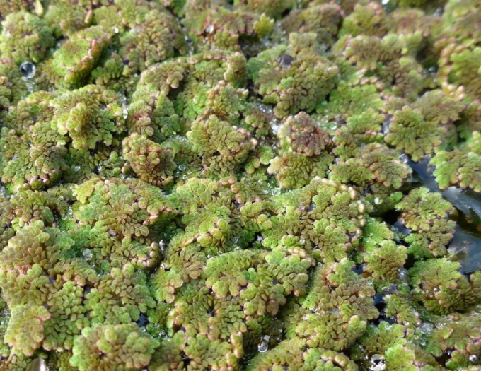 Azolla caroliniana image