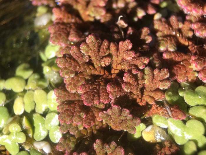 Azolla filiculoides image