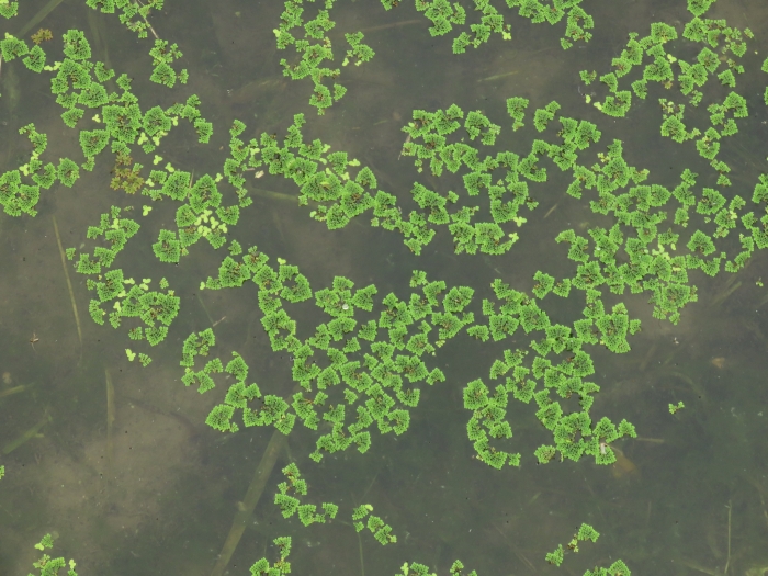 Azolla pinnata image