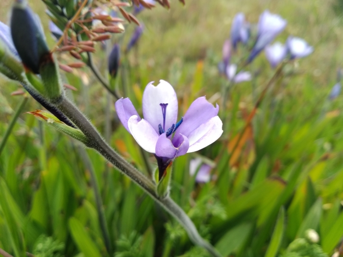 Babiana nervosa image