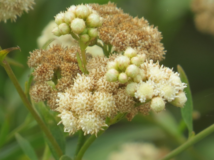 Baccharis glutinosa image