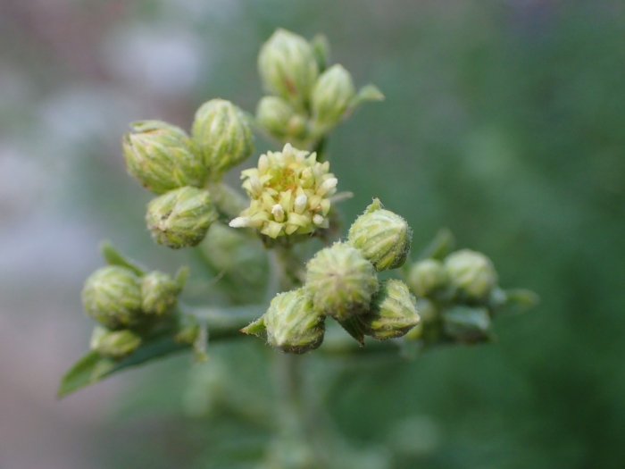 Baccharis plummerae image