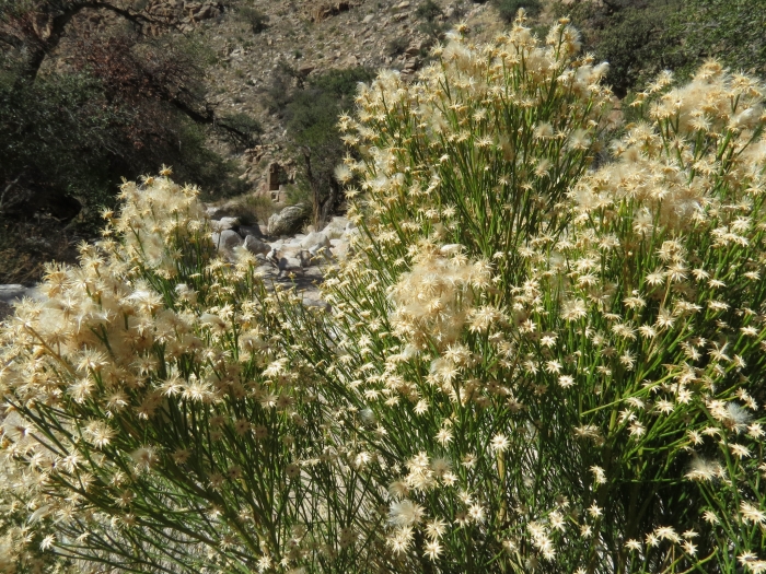 Baccharis sarothroides image