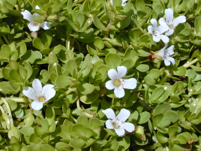 Bacopa monnieri image