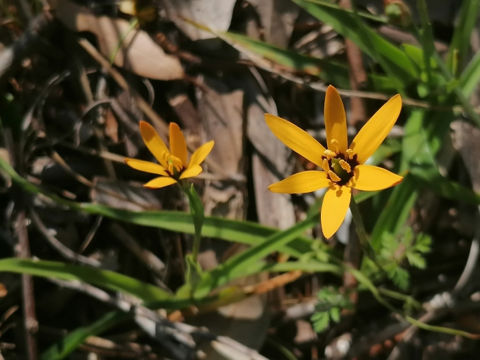 Baeometra uniflora image