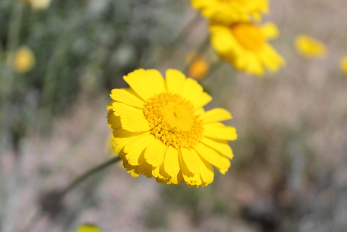 Baileya multiradiata image