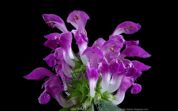 Ballota nigra image