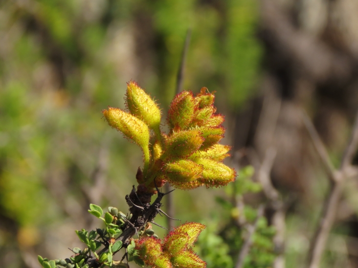 Balsamocarpon brevifolium image
