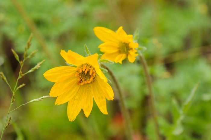 Balsamorhiza hookeri image