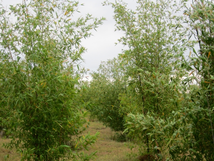 Bambusa balcooa image