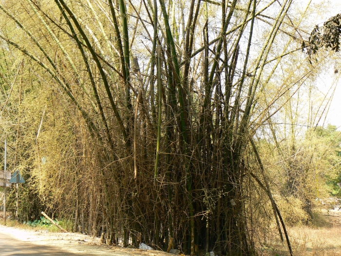 Bambusa bambos image
