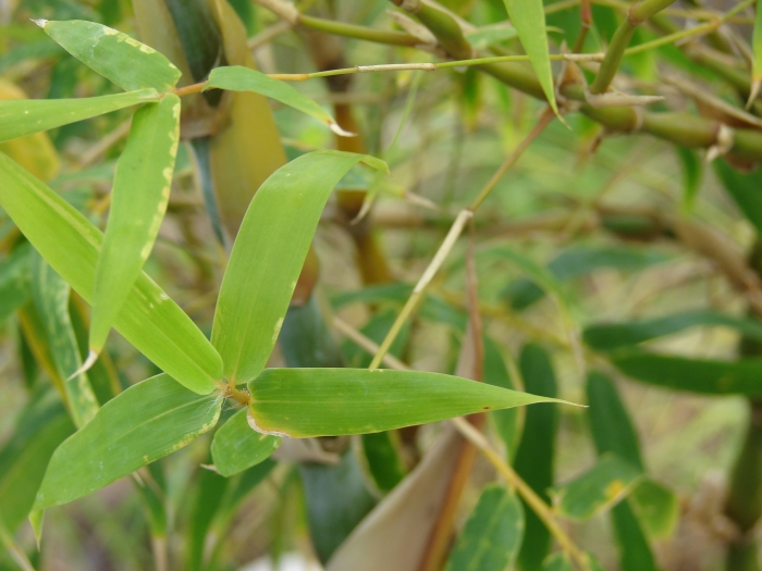 Bambusa ventricosa image