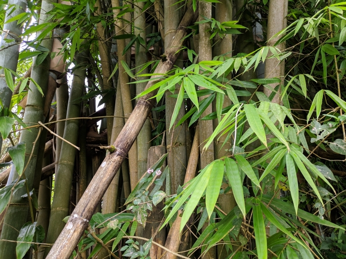 Bambusa vulgaris image