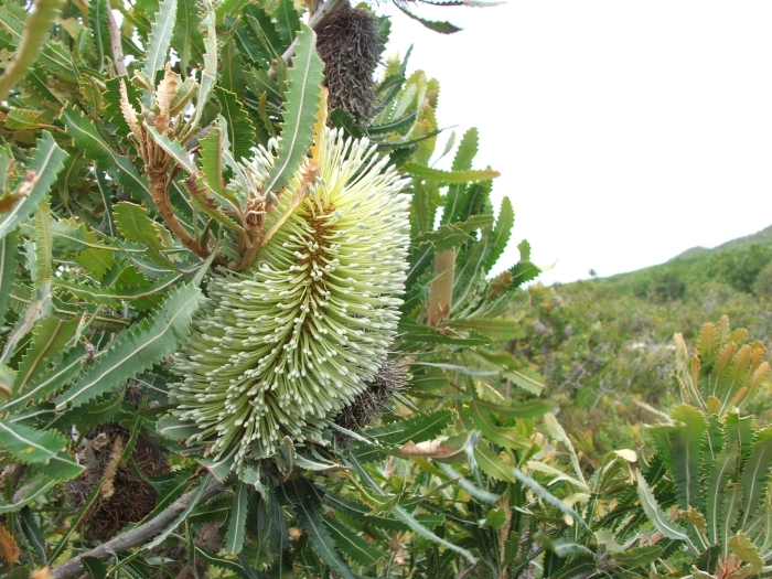 Banksia aemula image