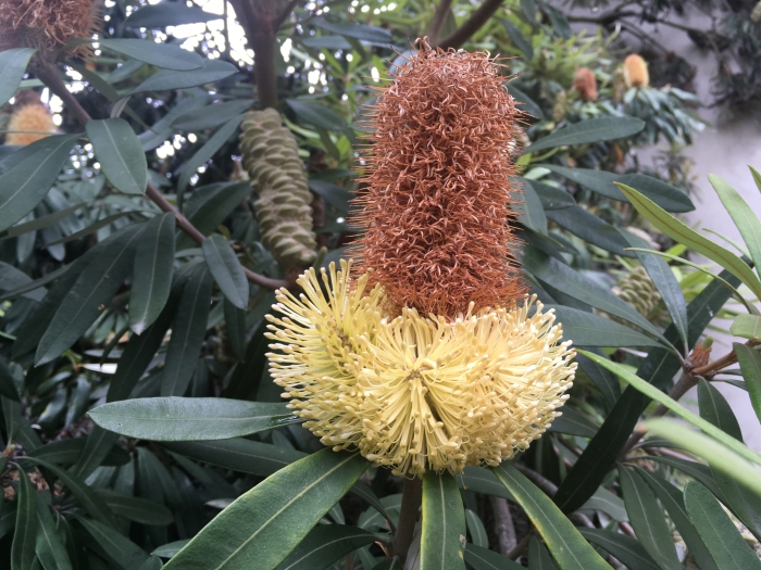 Banksia integrifolia image