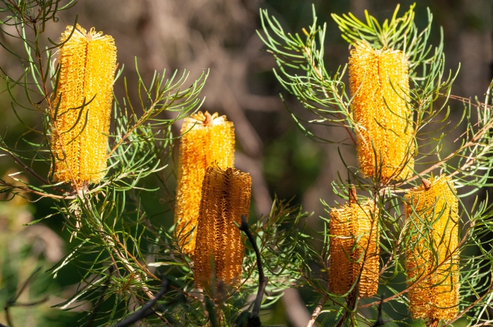 Banksia spinulosa image