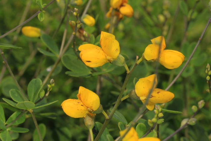 Baptisia sphaerocarpa image