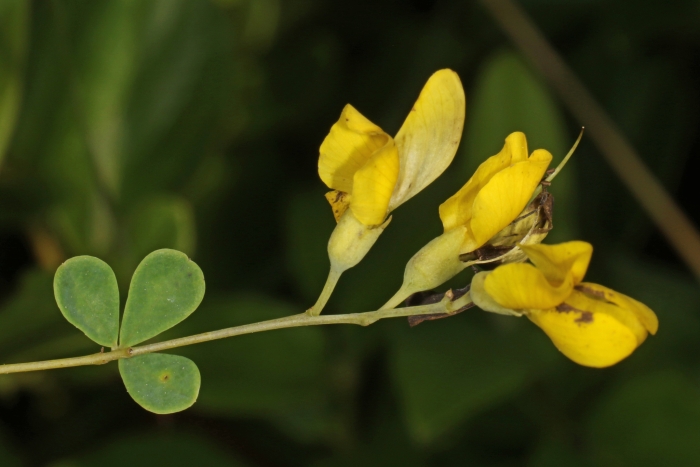 Baptisia tinctoria image