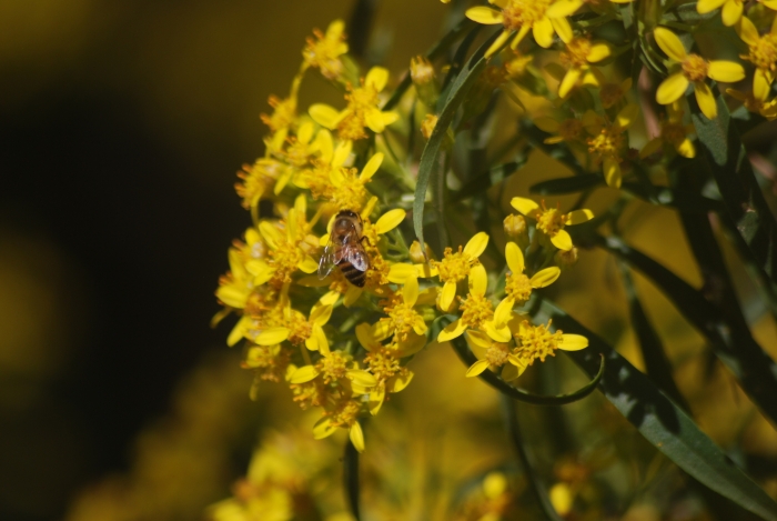 Barkleyanthus salicifolius image