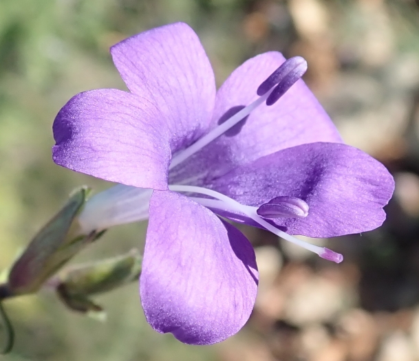 Barleria obtusa image