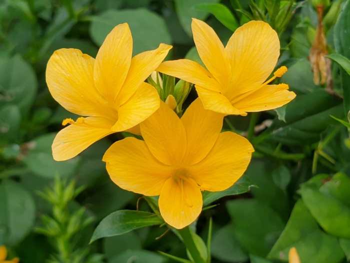 Barleria prionitis image