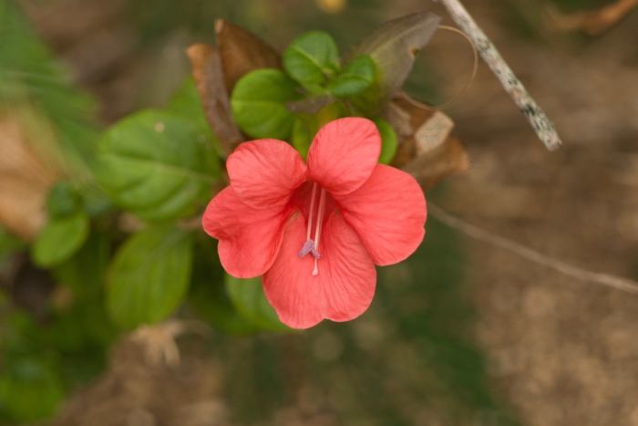 Barleria repens image