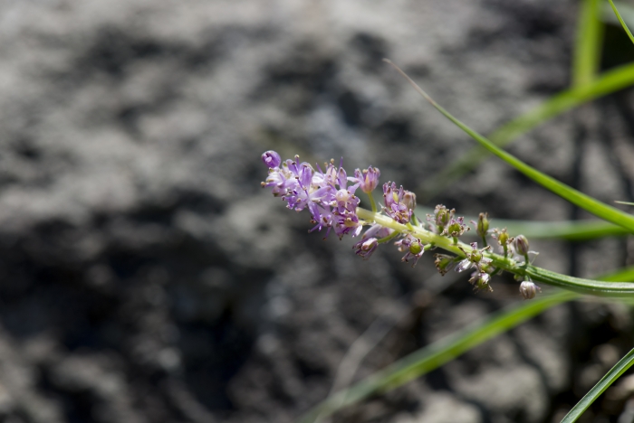 Barnardia japonica image