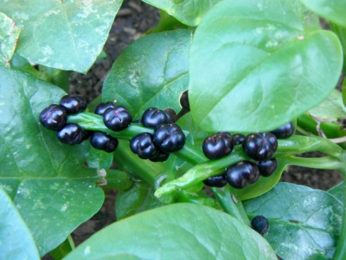 Basella alba image