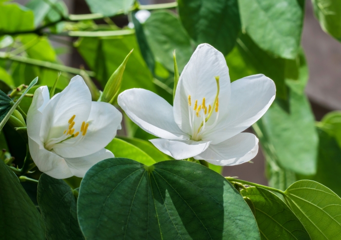 Bauhinia acuminata image
