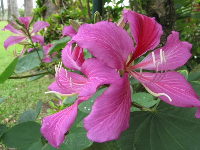 Bauhinia ×blakeana image