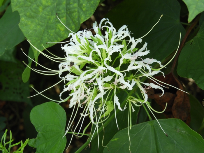 Bauhinia divaricata image