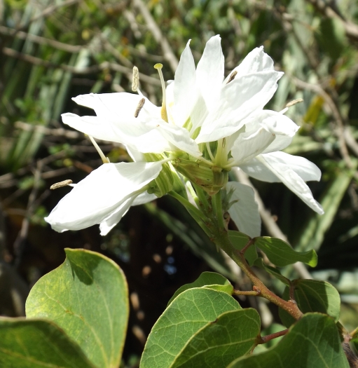 Bauhinia lunarioides image