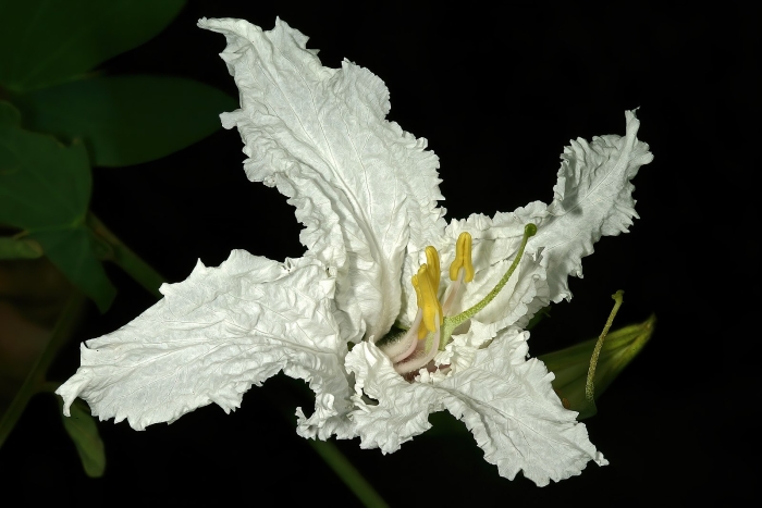 Bauhinia macrantha image