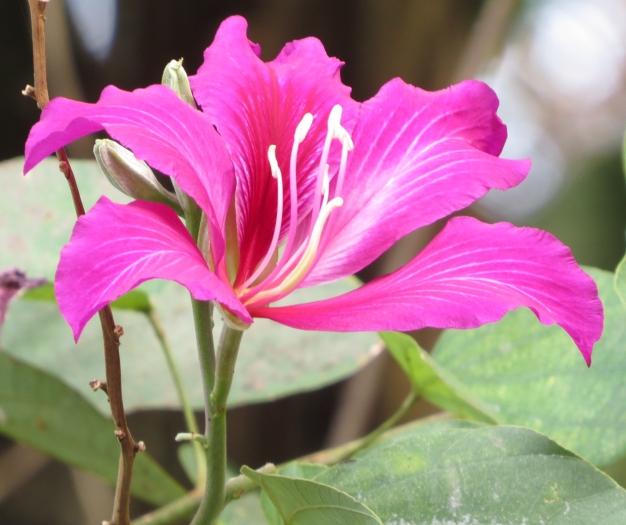 Bauhinia purpurea image