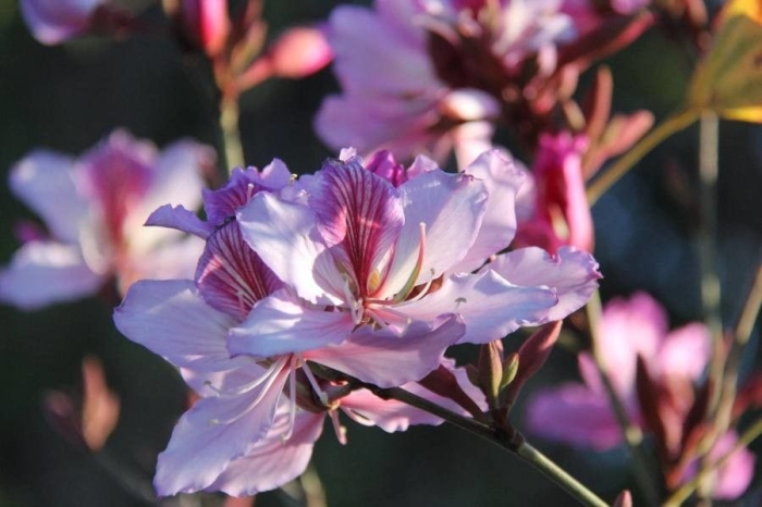Bauhinia variegata image
