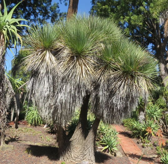 Beaucarnea stricta image