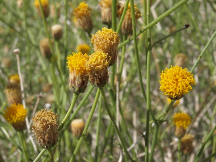 Bebbia juncea var. aspera image