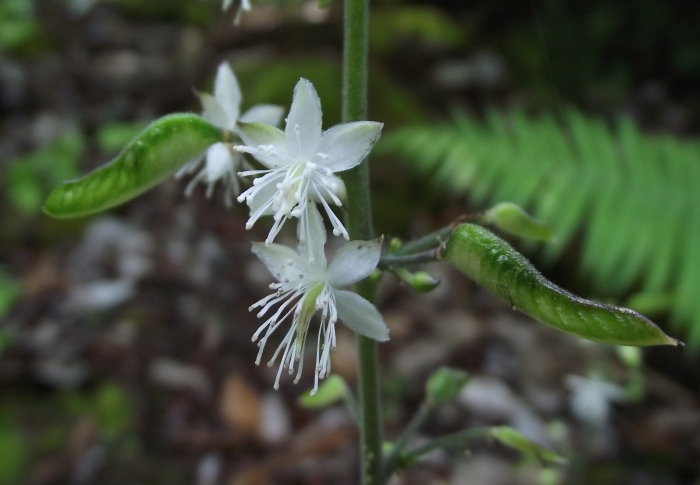 Beesia calthifolia image