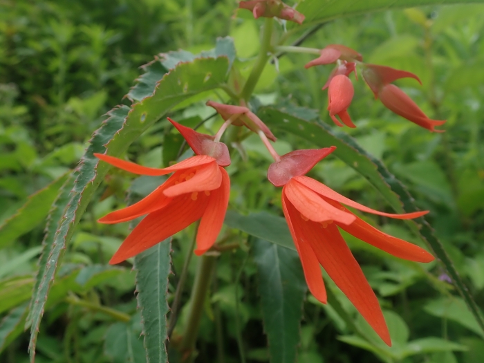 Begonia boliviensis image
