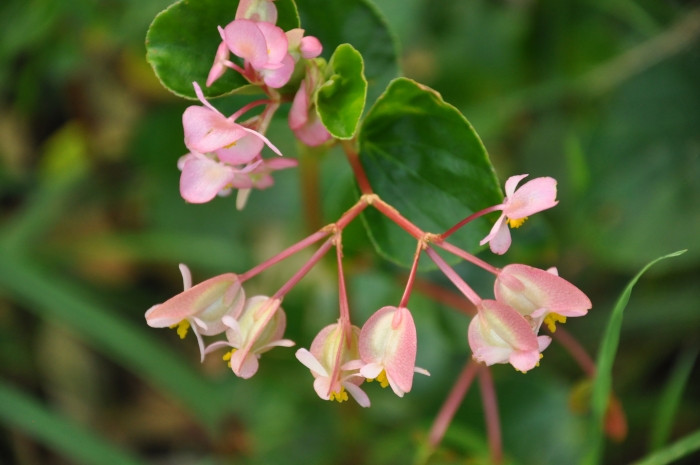 Begonia cucullata image