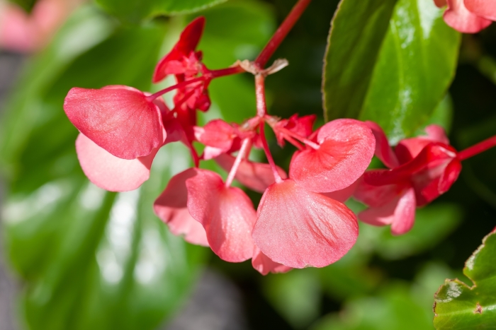 Begonia semperflorens image