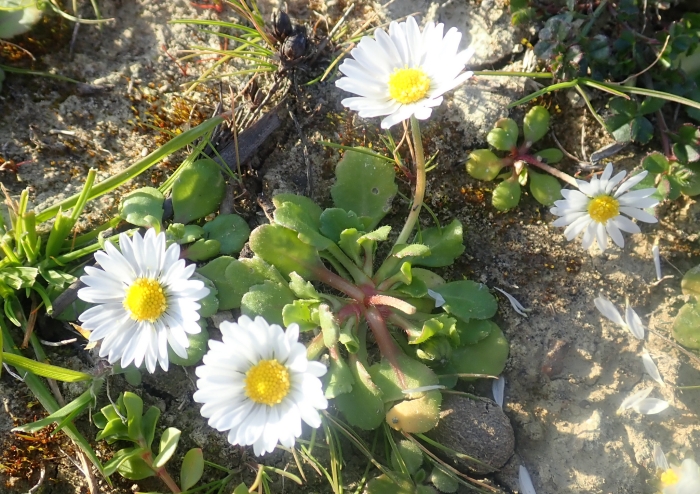 Bellis annua image