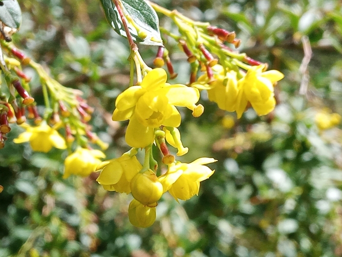 Berberis aristata image