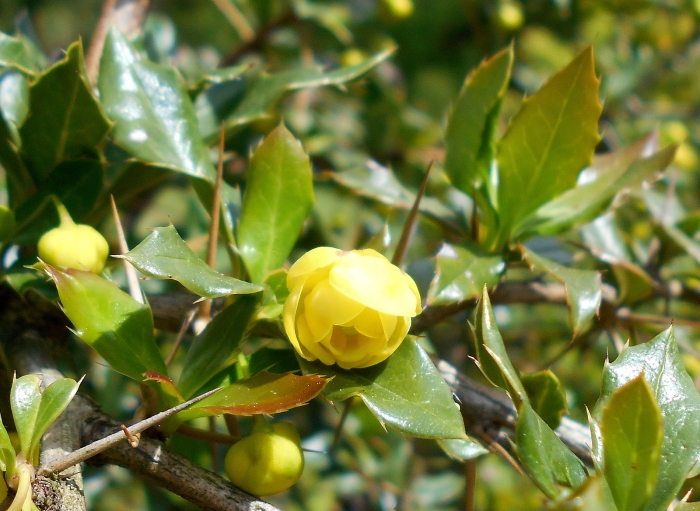 Berberis candidula image